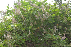 Clerodendrum serratum var. serratum